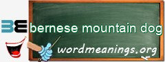 WordMeaning blackboard for bernese mountain dog